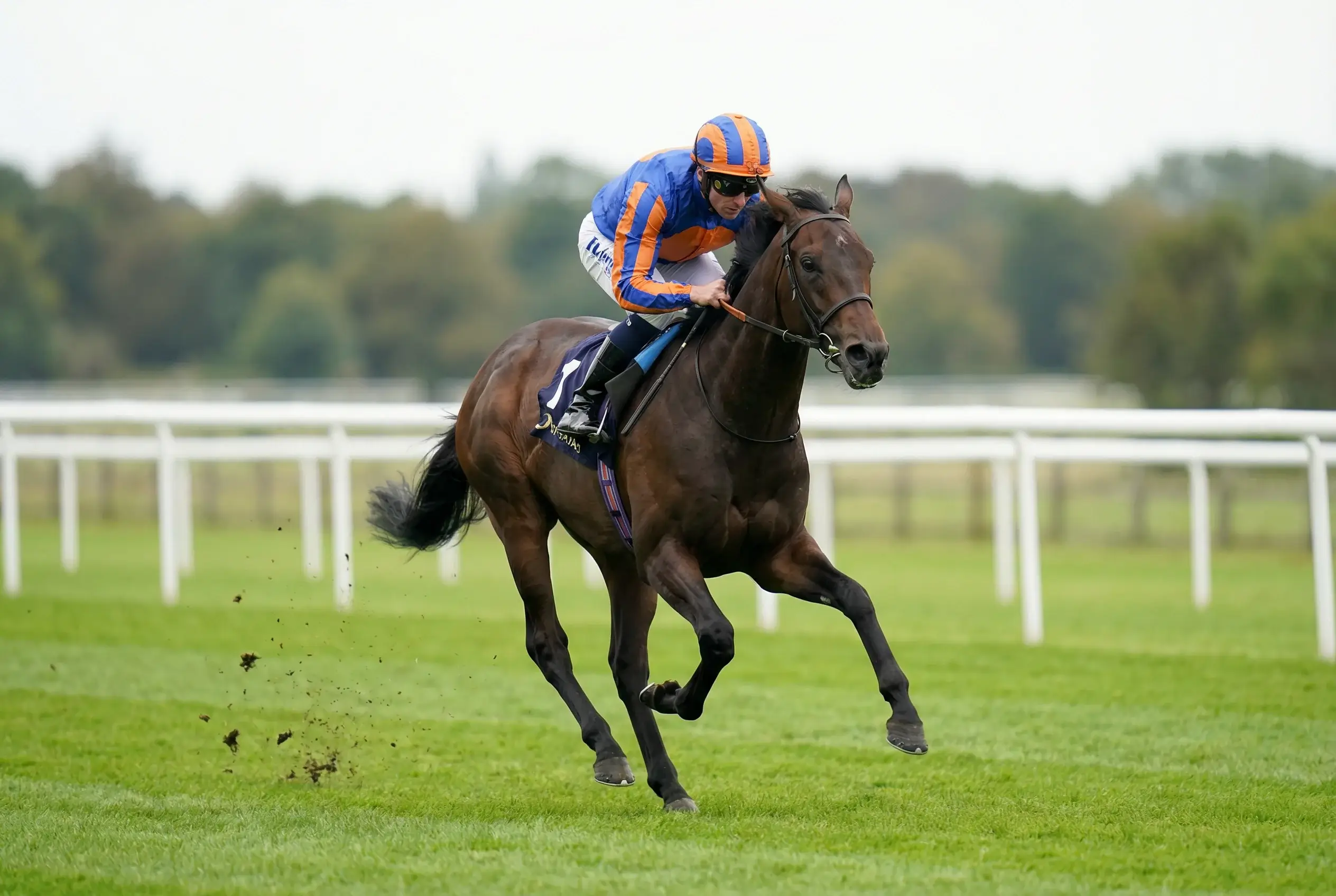 Cavallo purosangue e fantino in corsa al galoppo su pista in erba