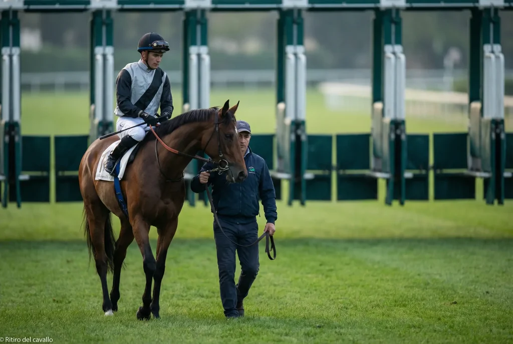 Cavallo trattenuto dal fantino fuori dal cancello di partenza prima di una corsa ippica
